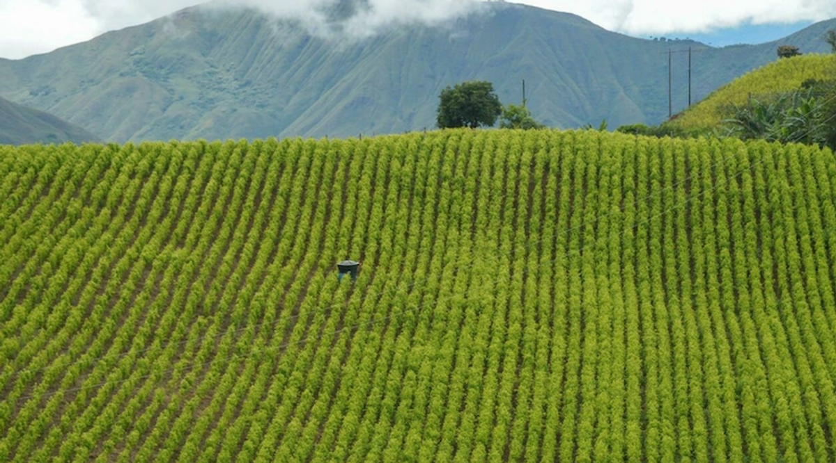 Coca growers capture 180 soldiers destroying crops in Colombia