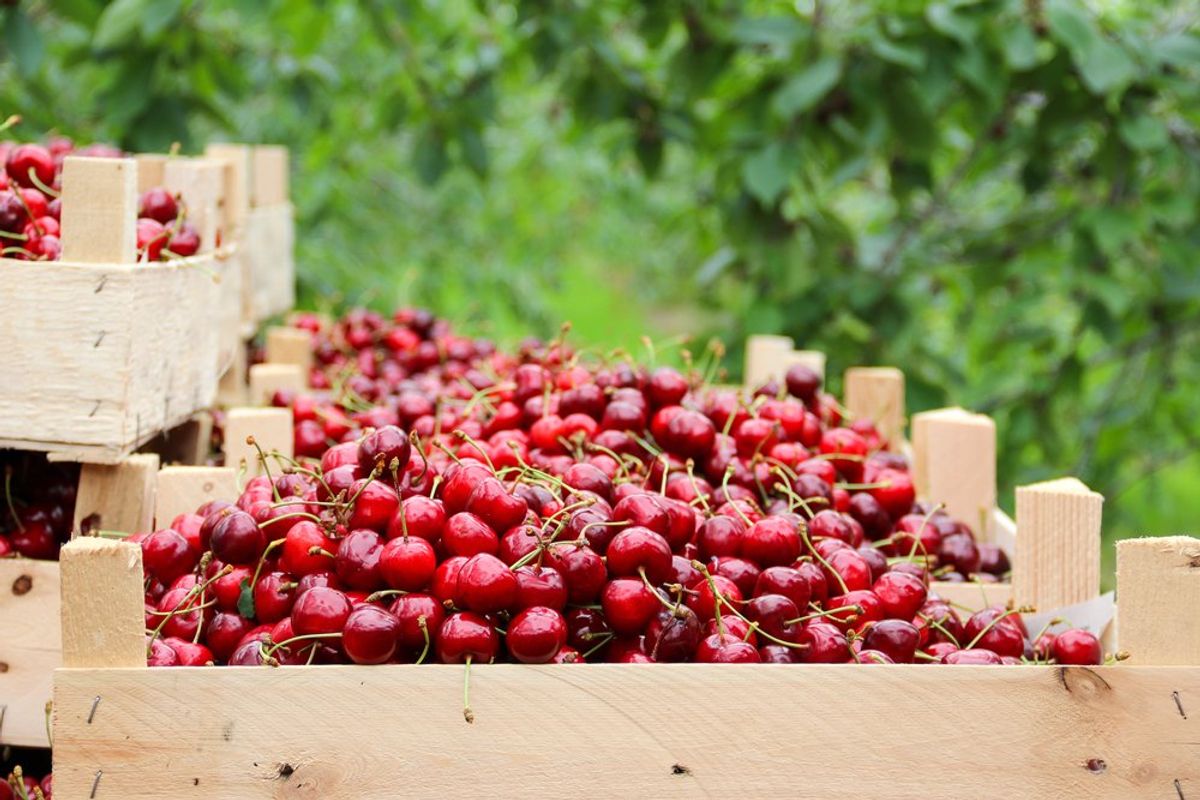 'Farms will vanish': Cherry farms become ghost towns amid Trump's ICE crackdown