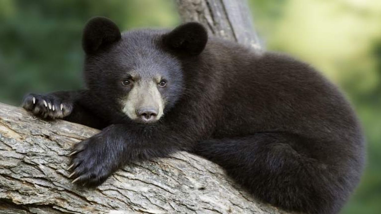 Bear bursts into home, injures 82-year-old woman inside, Colorado officials say