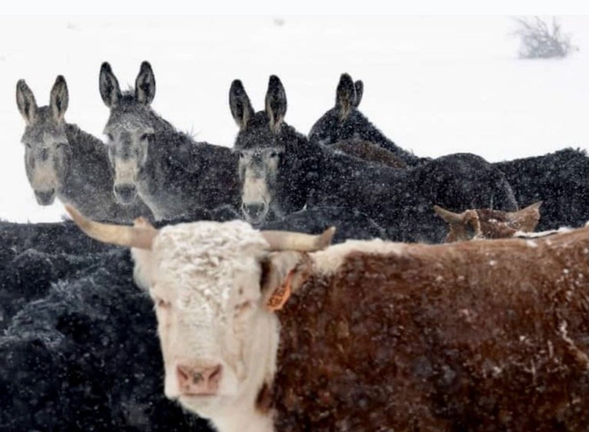 Ranchers battle wolves in Colorado wilds as reintroduction looms