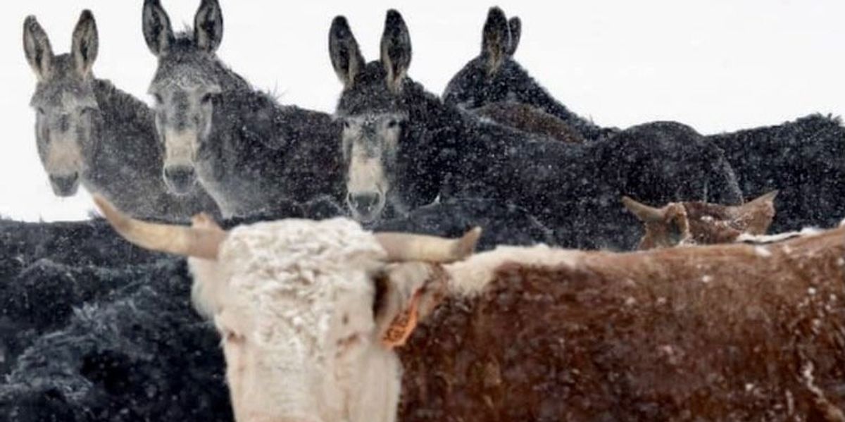 Ranchers battle wolves in Colorado wilds as reintroduction looms - Raw ...