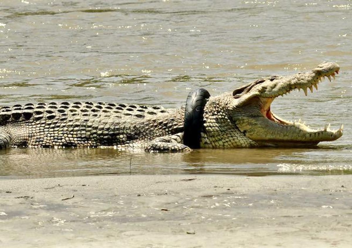 Indonesian crocodile freed after five years trapped in tire