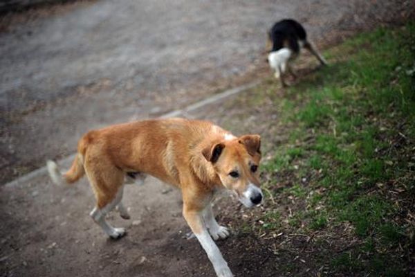 China investigating claims that over 100 stray dogs were buried alive