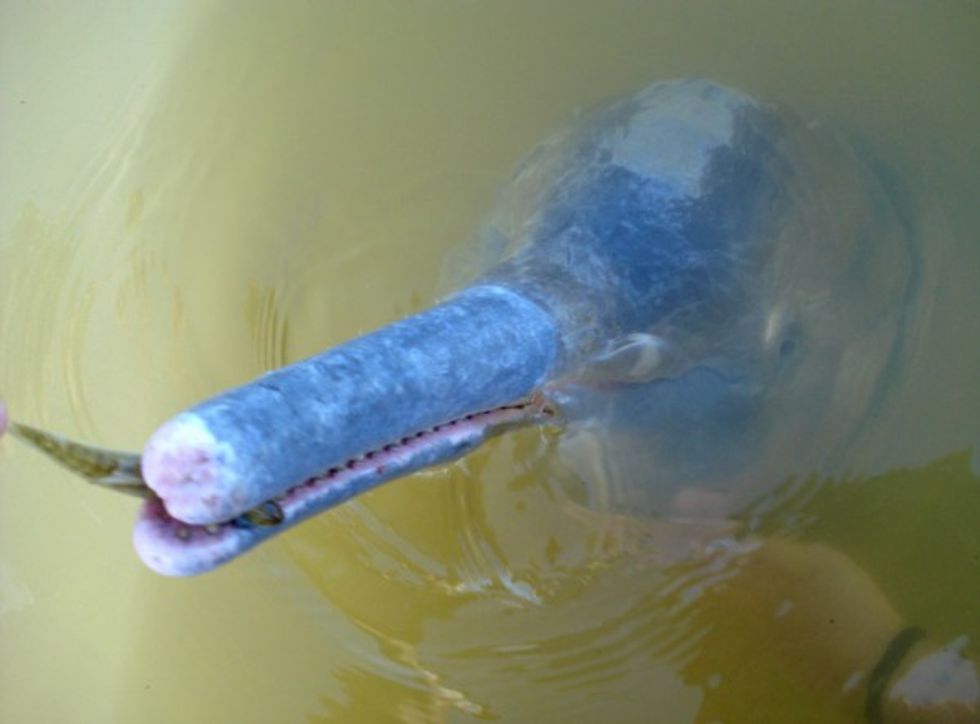 New and extremely rare species of river dolphin discovered in Brazil