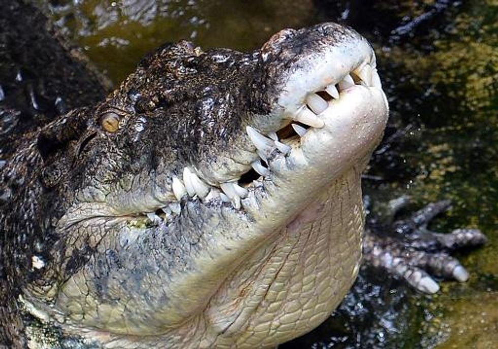 Crocodile eats boy in Papua New Guinea