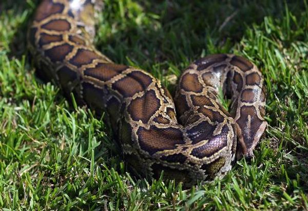Woman fights python to save pet dog in Hong Kong