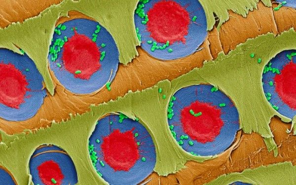 Tree branches make very effective improvised water filters: MIT researchers