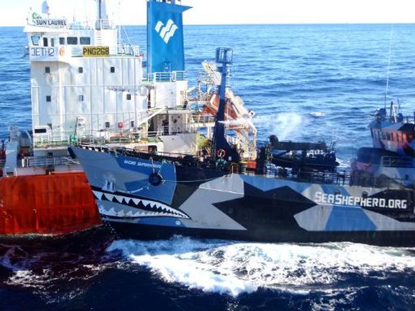 Sea Shepherd activists claim 'aggressive' Japanese whalers rammed their ship