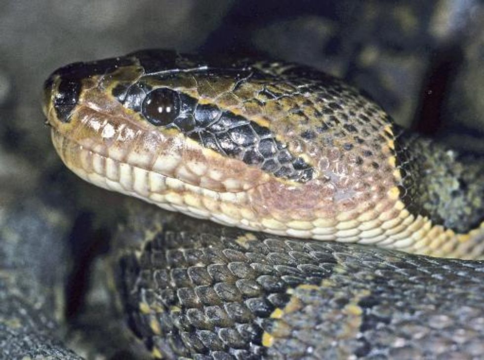 Hunch-bat, Zorro snake among 367 new species in the Greater Mekong area