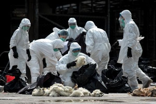 China reports three new H7N9 bird flu deaths
