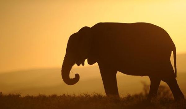 Kenyan poachers kill famous 45-year-old elephant -- one of Africa's largest