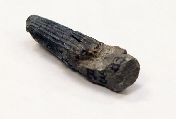 First dinosaur fossil found in Malaysia a 75 million year-old tooth of fish-eating predator