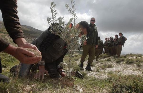 Jewish extremists uproot West Bank olive trees