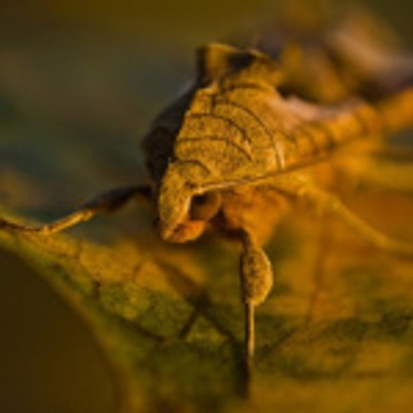 Moth eyeballs inspire glare-dimming gold-coating for solar panels