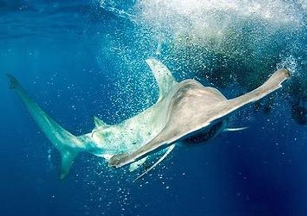One-in-four shark species faces 'alarmingly elevated risk of extinction'