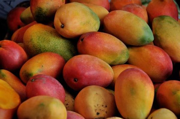 Pair of Japanese mangoes fetch $3,000 at auction