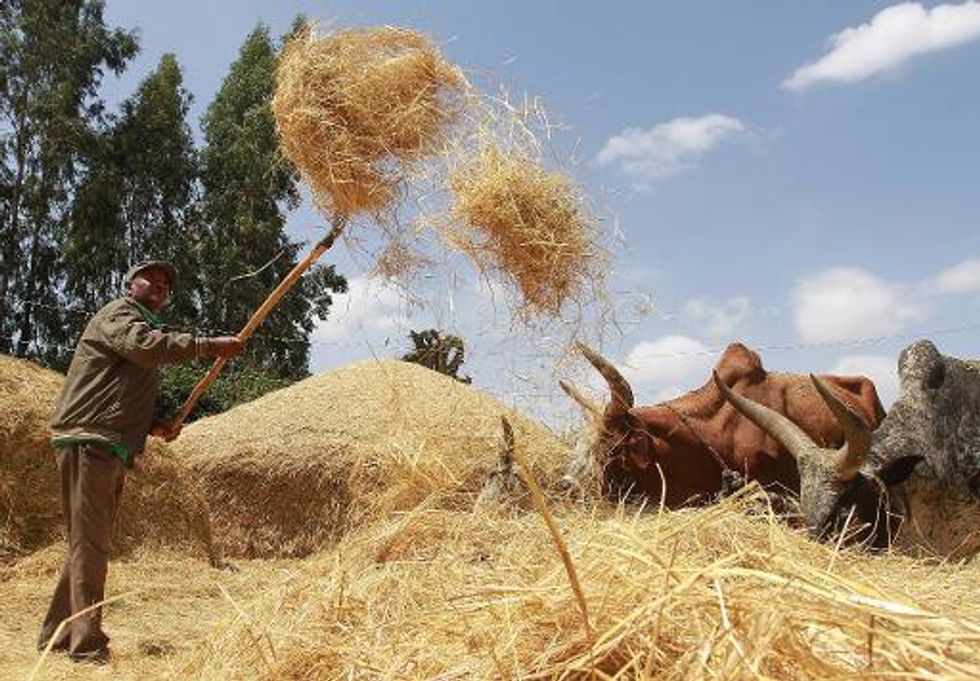 Ethiopia's teff grain set to be world's next 'super-food'