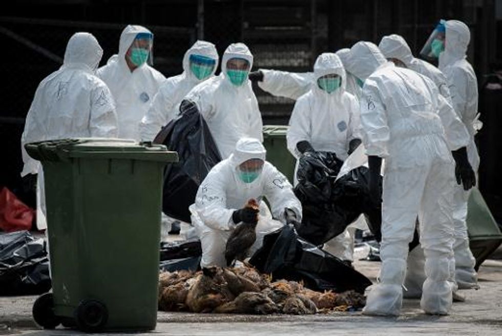Hong Kong culls 20,000 birds in H7N9 virus scare
