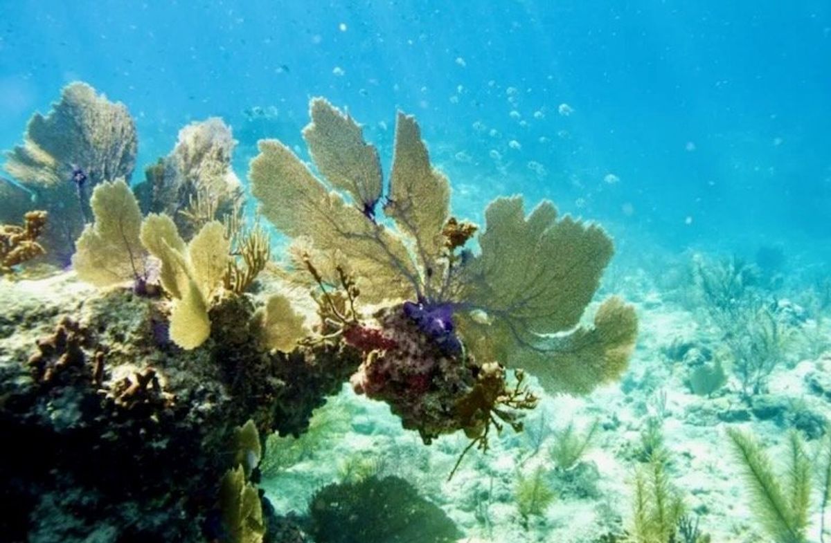 Global coral bleaching event expanding to new countries: scientists
