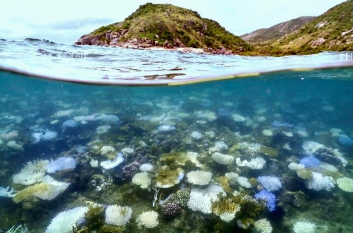 Nearly half of tropical coral species face extinction: report