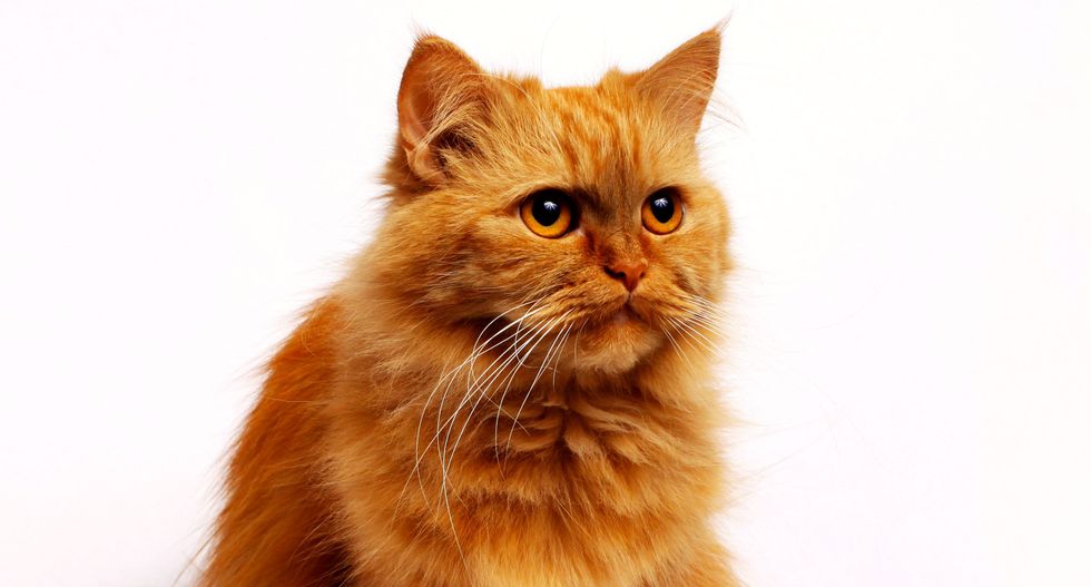 Cats first finagled their way into human hearts and homes thousands of years ago – here’s how