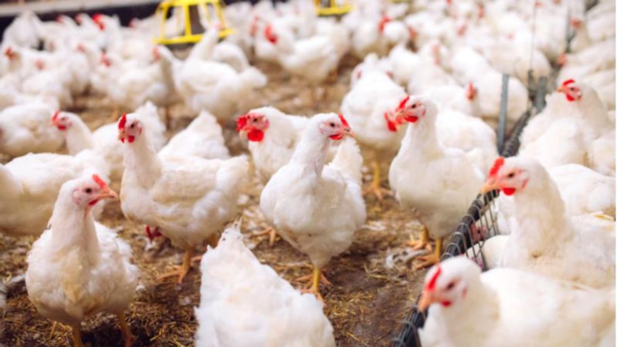Arizona sees first case of human bird flu as government begins testing milk for virus