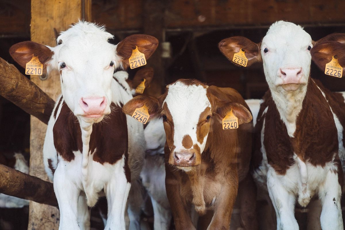 Here’s how the fire that killed nearly 18,000 Texas cows got started