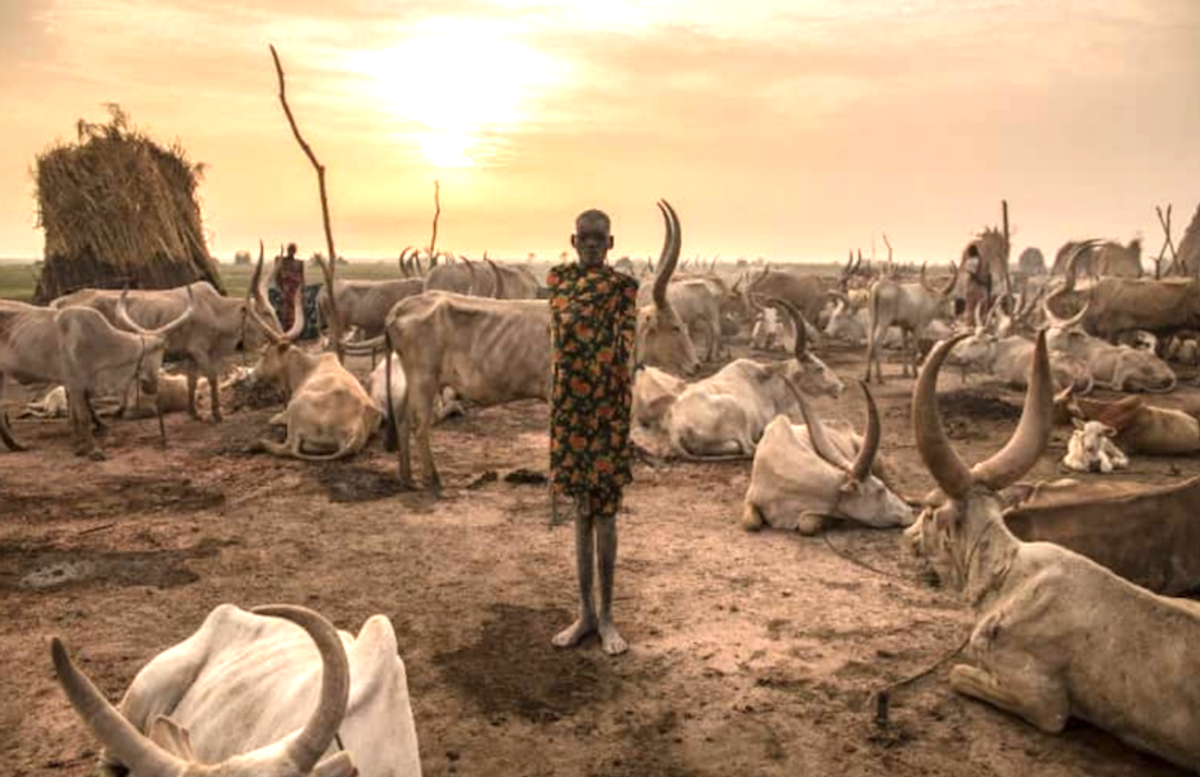 Heat stress could threaten health of one billion cows