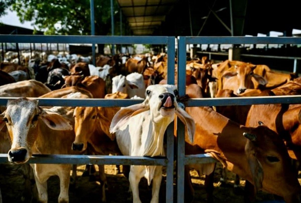 Sacred cow: coal-hungry India eyes bioenergy to cut carbon
