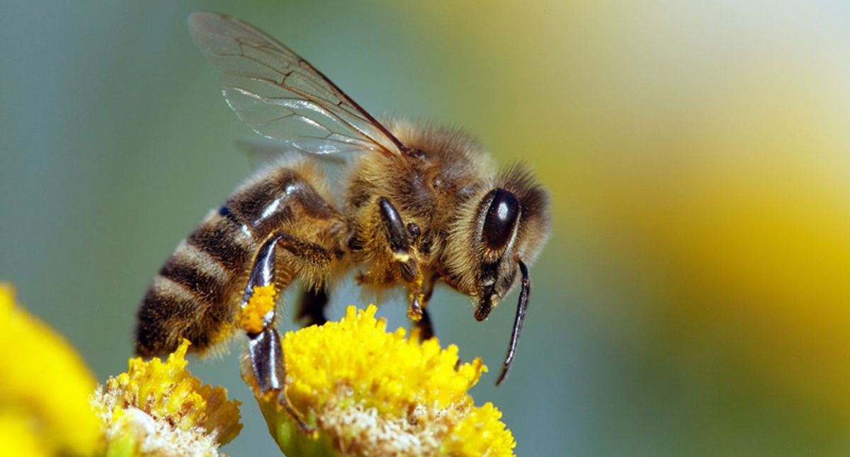 AI can track bees on camera. Here’s how that will help farmers