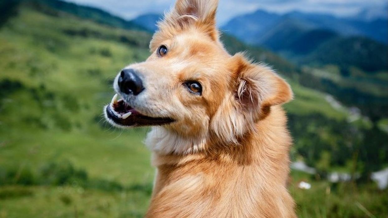 At its core, life is all about play − just look at the animal kingdom