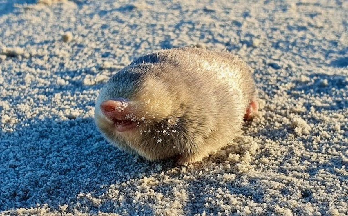 Golden mole that swims through sand is rediscovered in South Africa after 86 years
