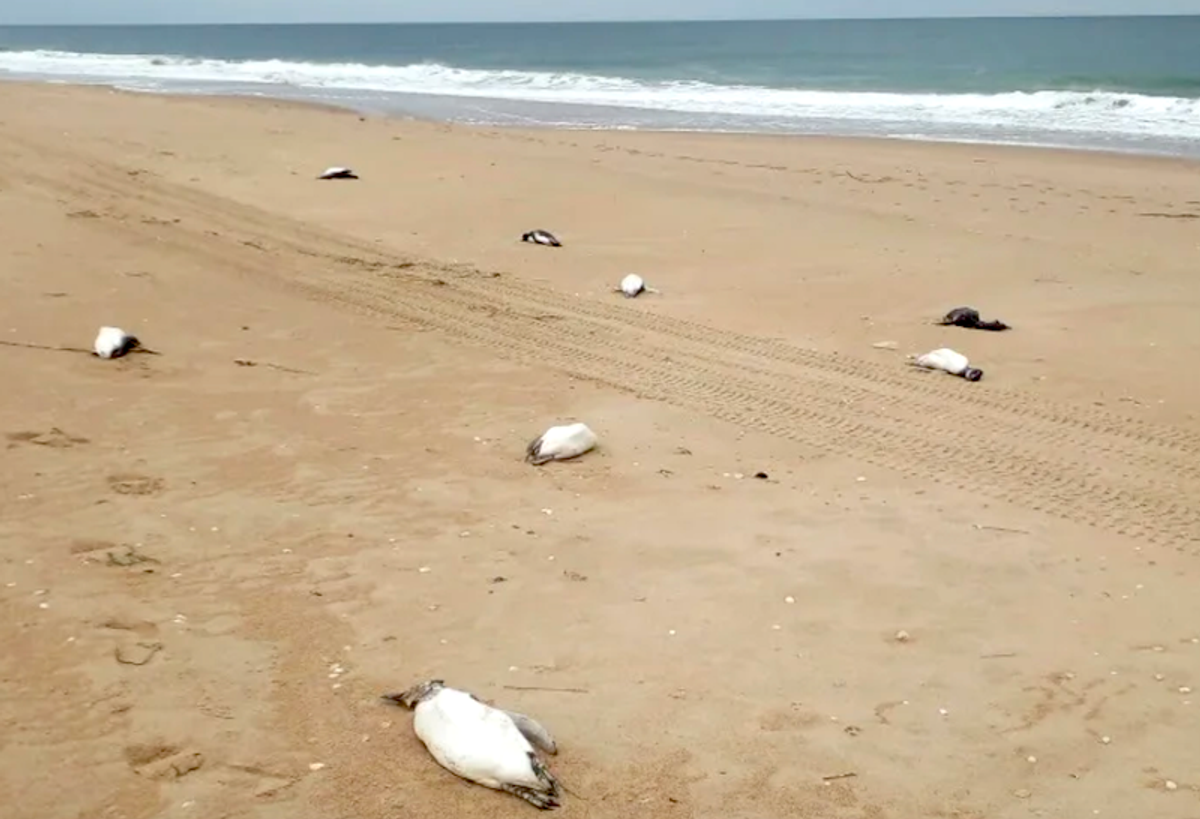 Around 2,000 penguins wash up dead on Uruguay coast