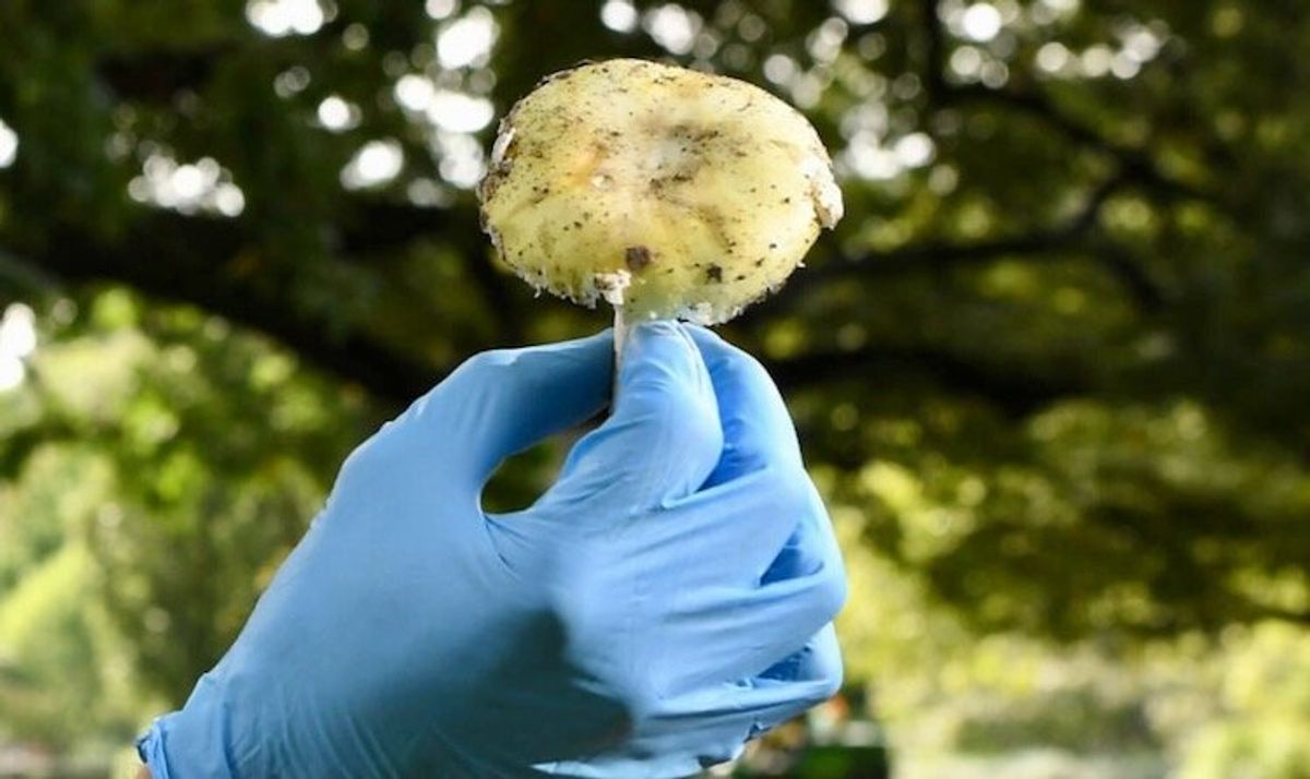 Possible antidote discovered for deadliest mushroom: study