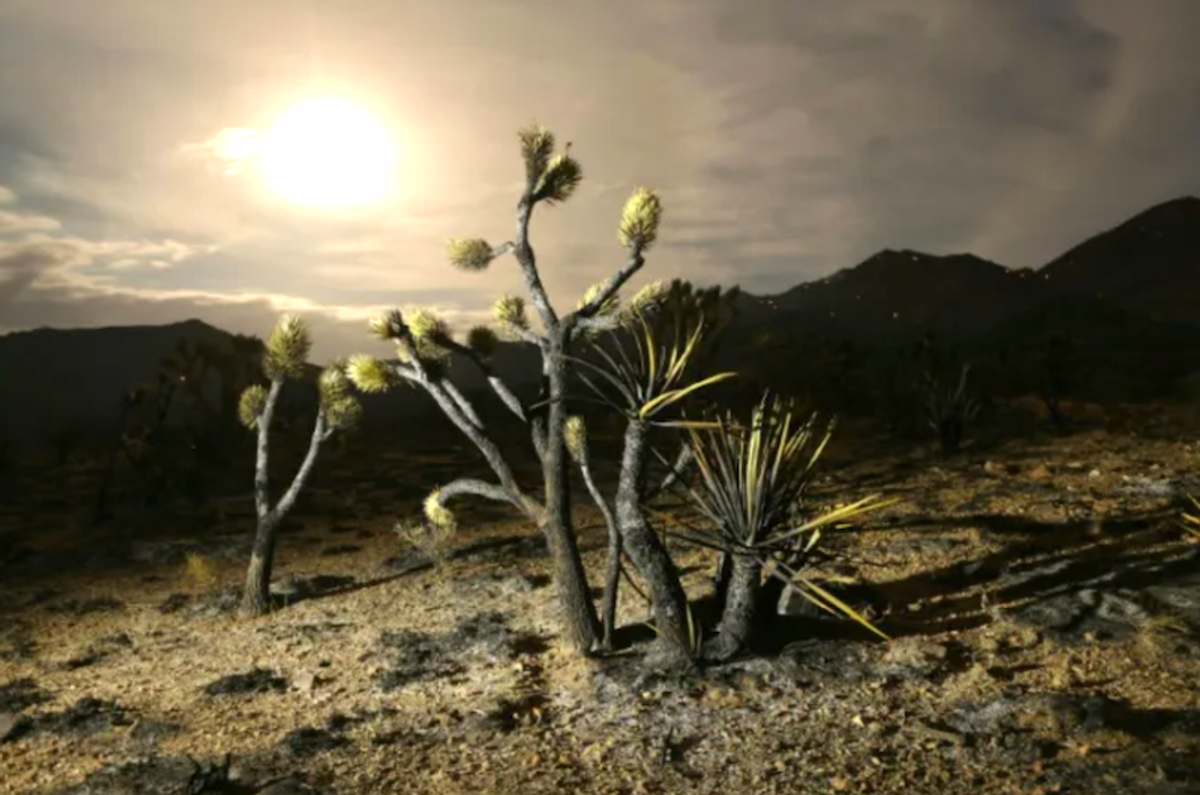 'Fire whirls' threaten Joshua tree desert in scorching US