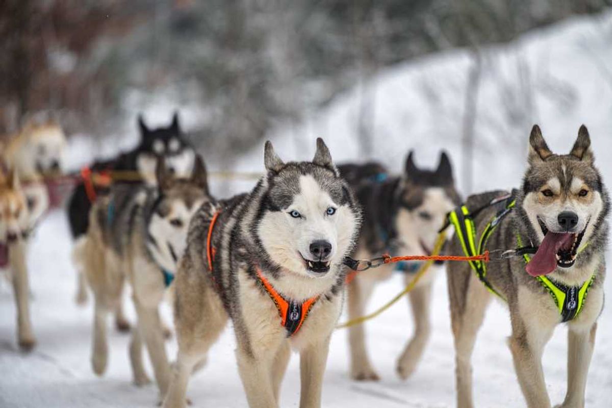 Alaska sled dogs become unlikely casualties of Trump's cuts