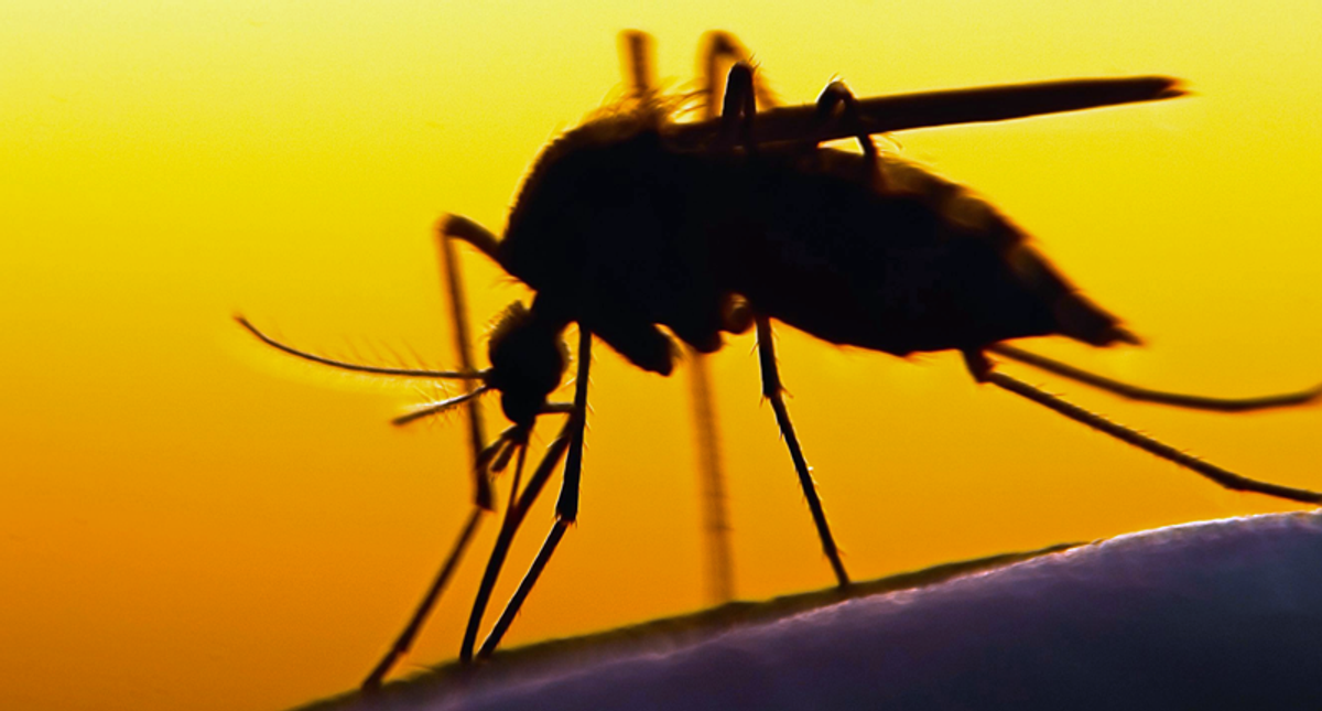 'Virus hunters' track threats to head off next pandemic