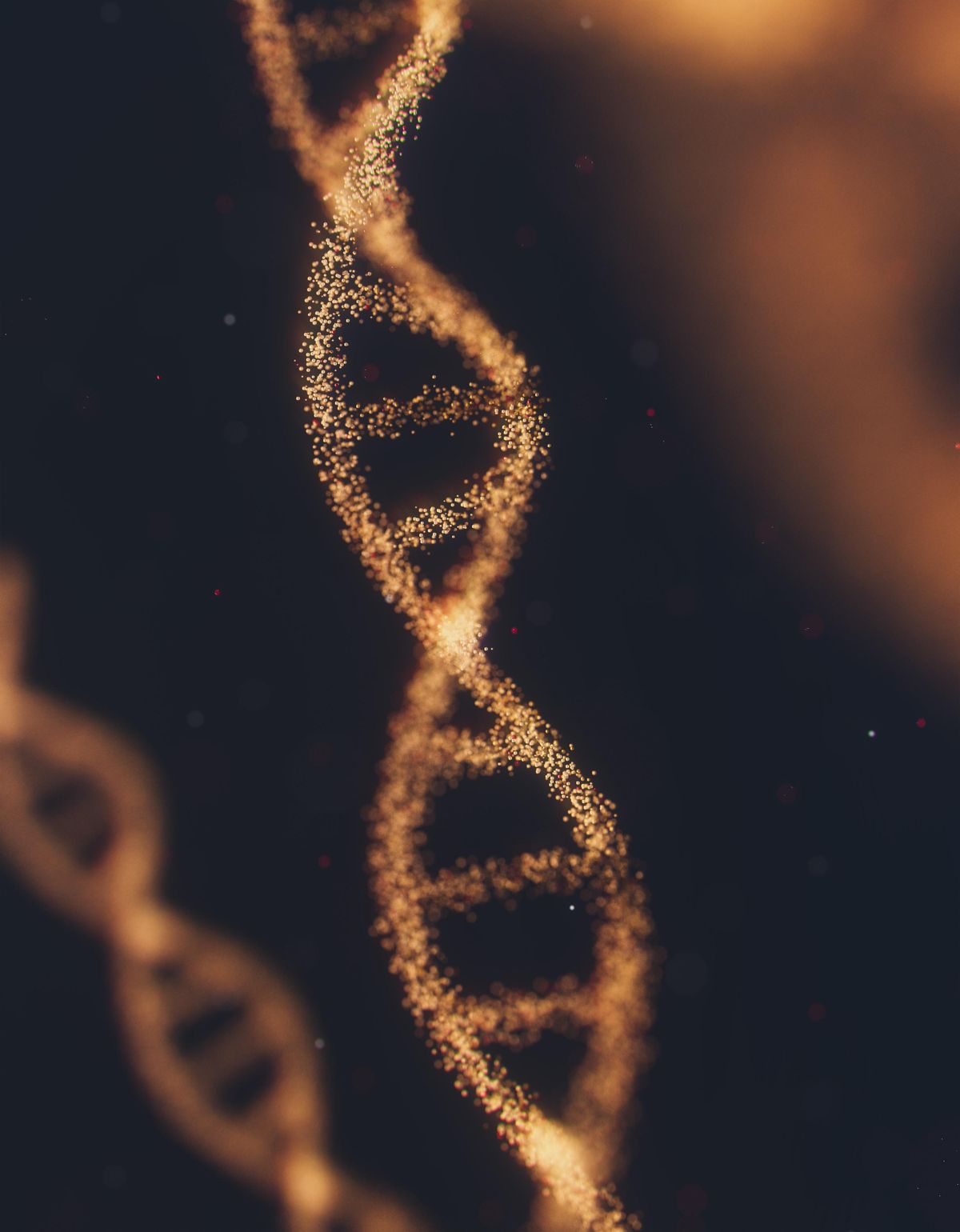 The ‘weird’ male Y chromosome has finally been fully sequenced. Can we now understand how it works, and how it evolved?