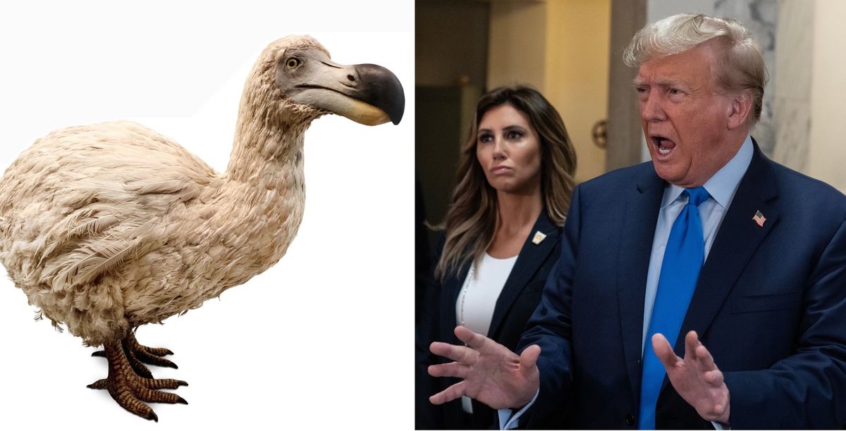 Dodo bird and Donald Trump
