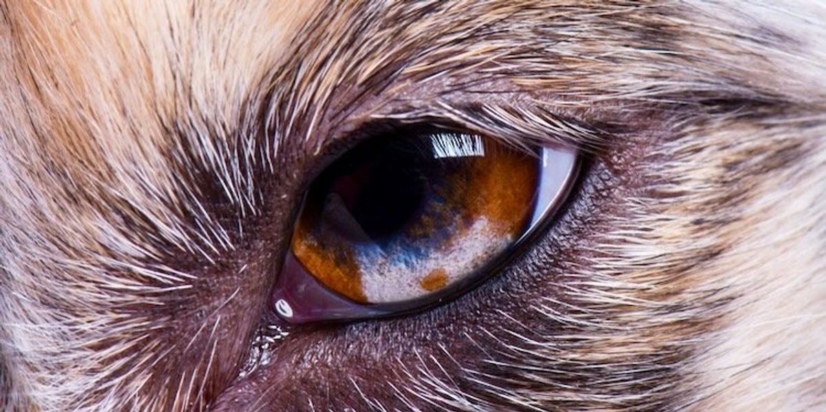 Why so many animals have a third eyelid, including our pets – yet humans don’t