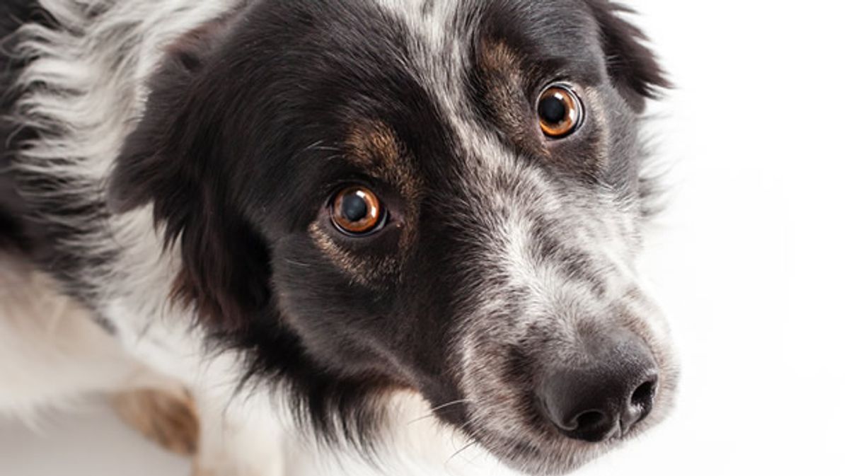 Dogs can get a canine form of dementia — and it is very similar to the human version