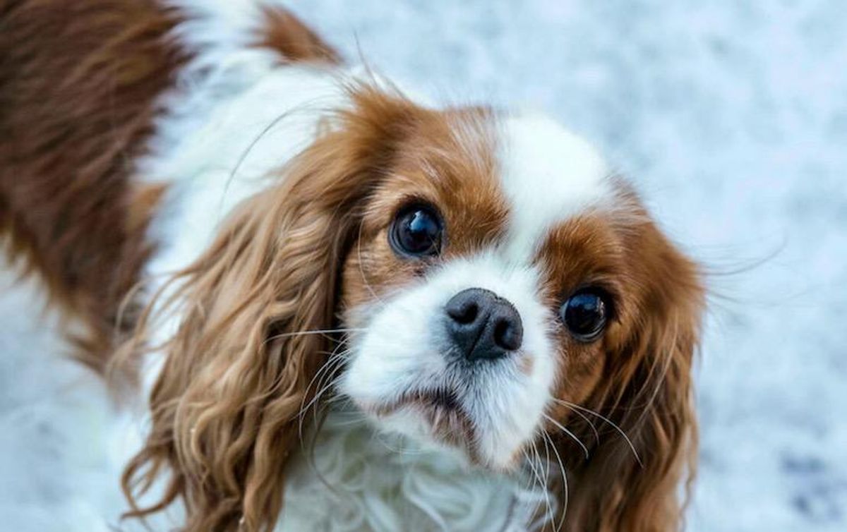 Breeding ban for bulldogs and cavaliers in Norway