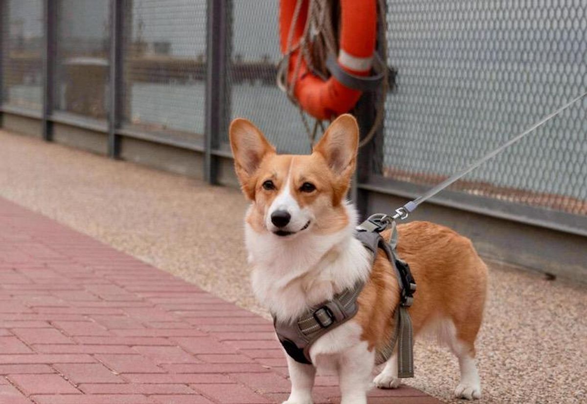 Pet owners go private to jet 'fur babies' out of Hong Kong