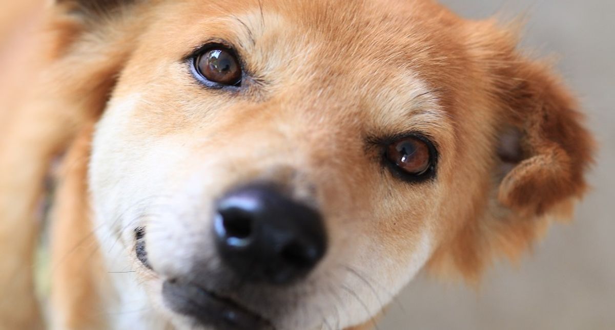 Dogs can be trained to sniff out COVID-19 – a team of forensic researchers explain the science