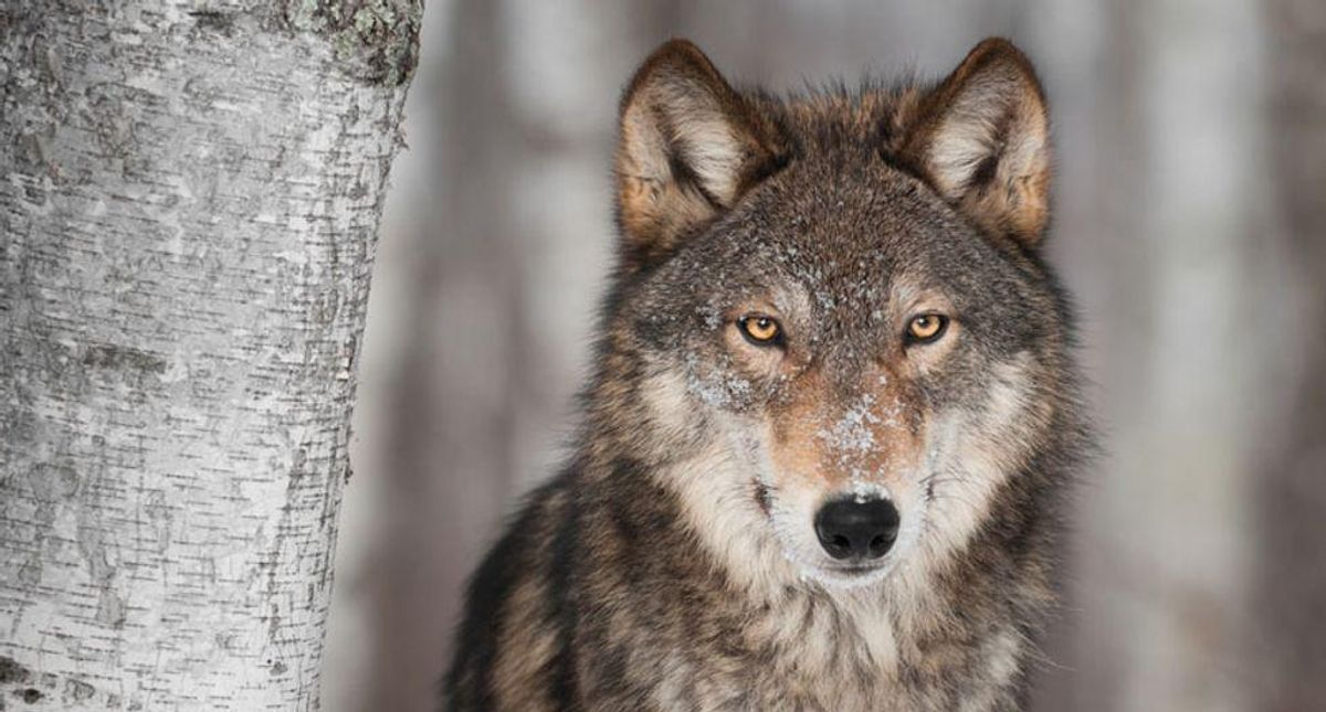 Montana and Idaho are 'hellbent' on eradicating Yellowstone wolves: conservationists urge federal action
