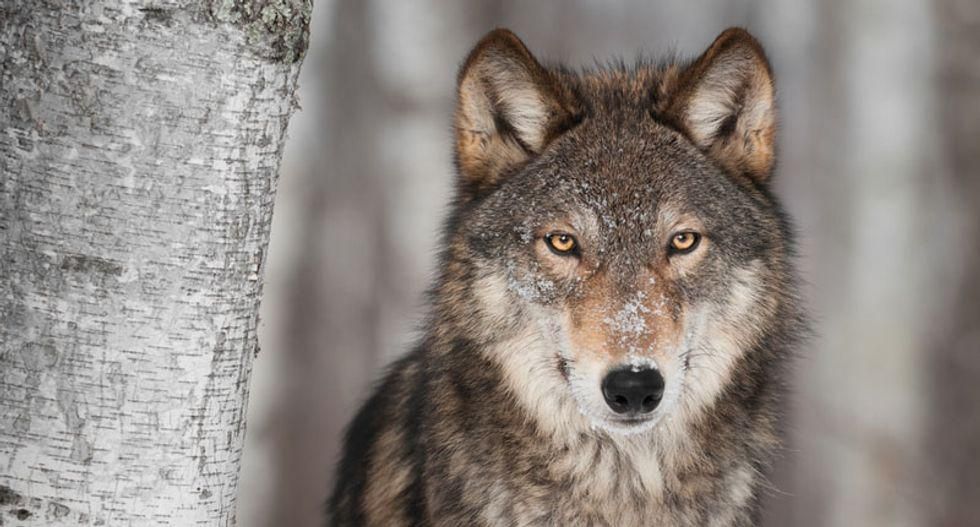 Montana and Idaho are 'hellbent' on eradicating Yellowstone wolves: conservationists urge federal action