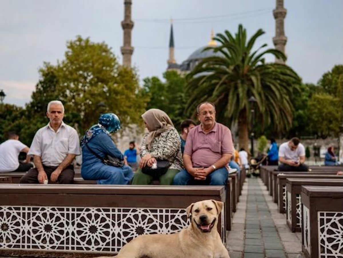 Century on, political fights rage over Turkey's dogs