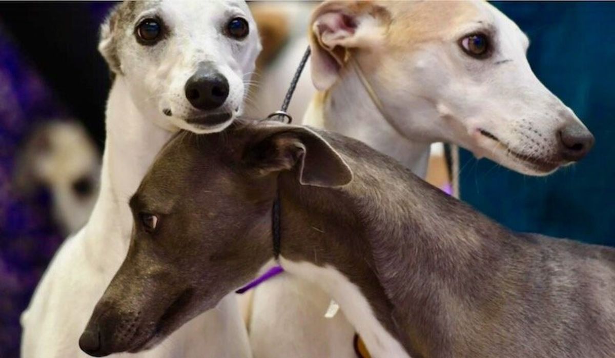 Which dogs live the longest? Small ones with long noses