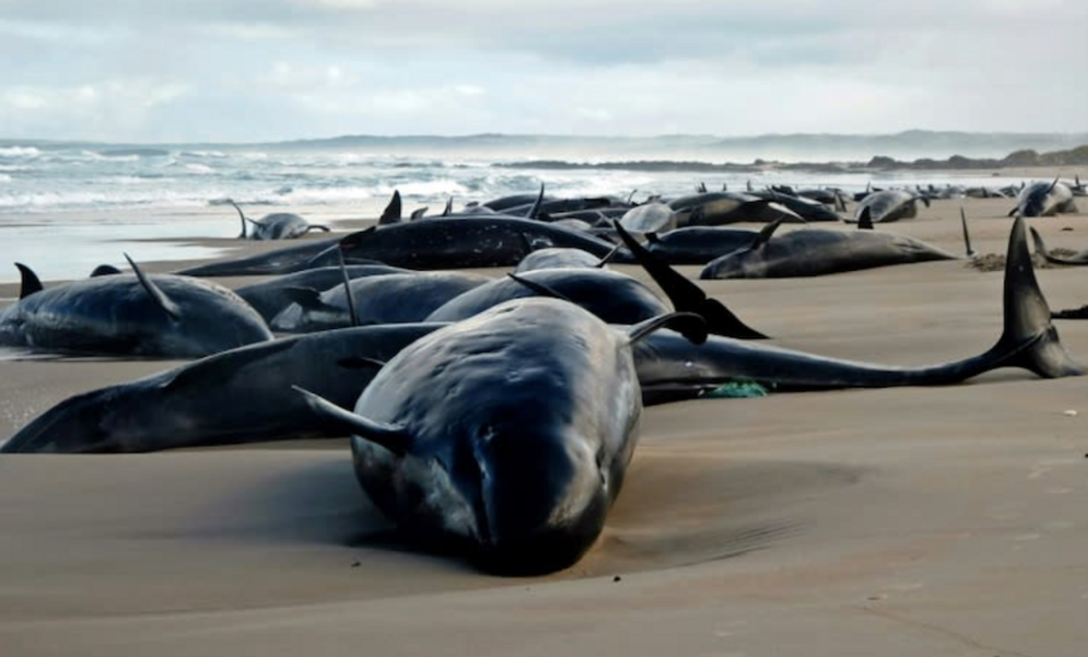 Rangers to euthanize 90 dolphins stranded on remote Australian beach