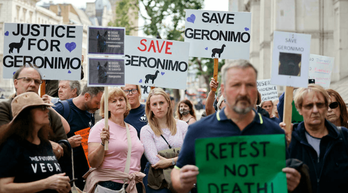 Owner loses last-ditch UK court bid to save condemned alpaca